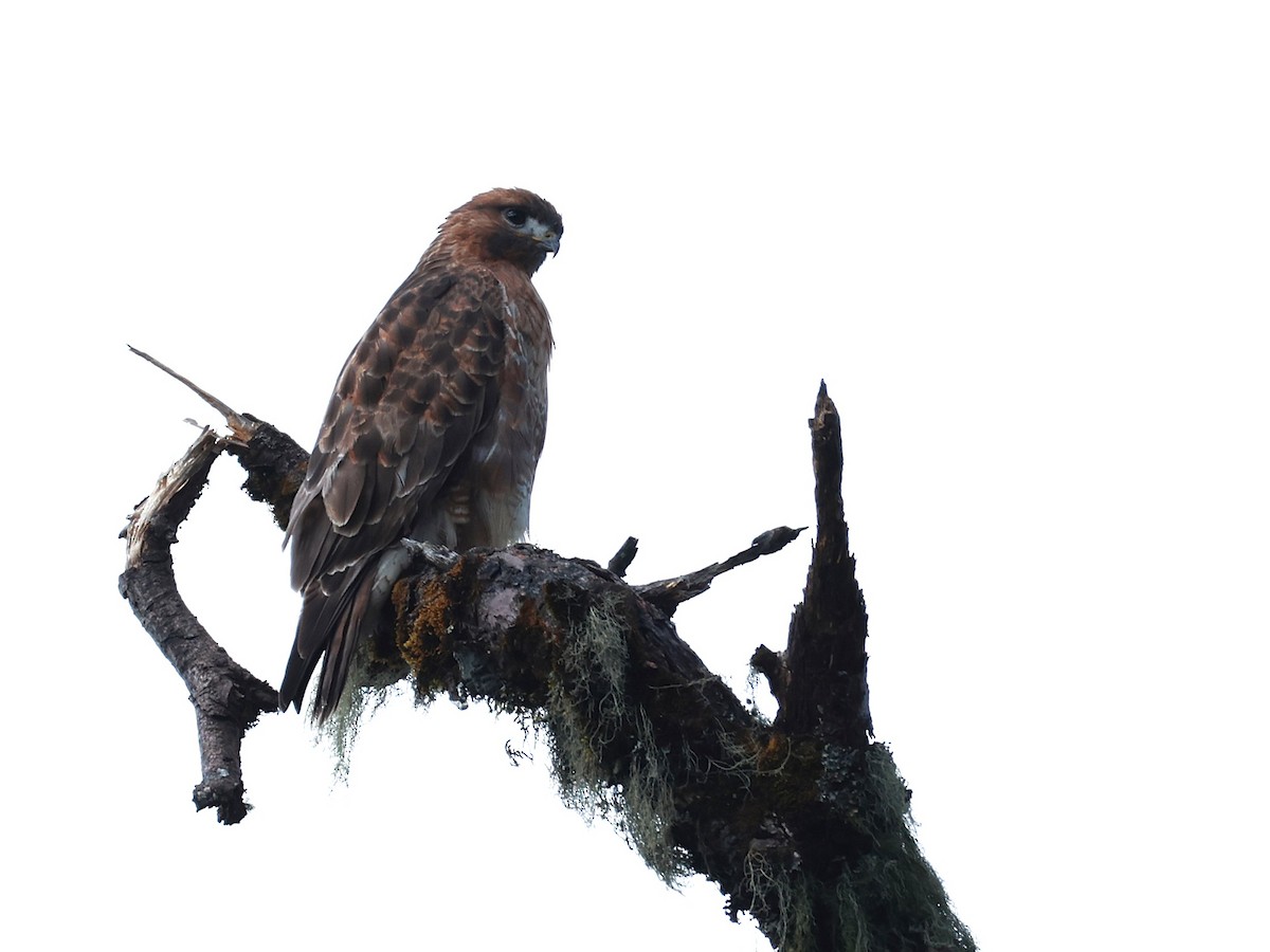 Himalayan Buzzard - ML647026990