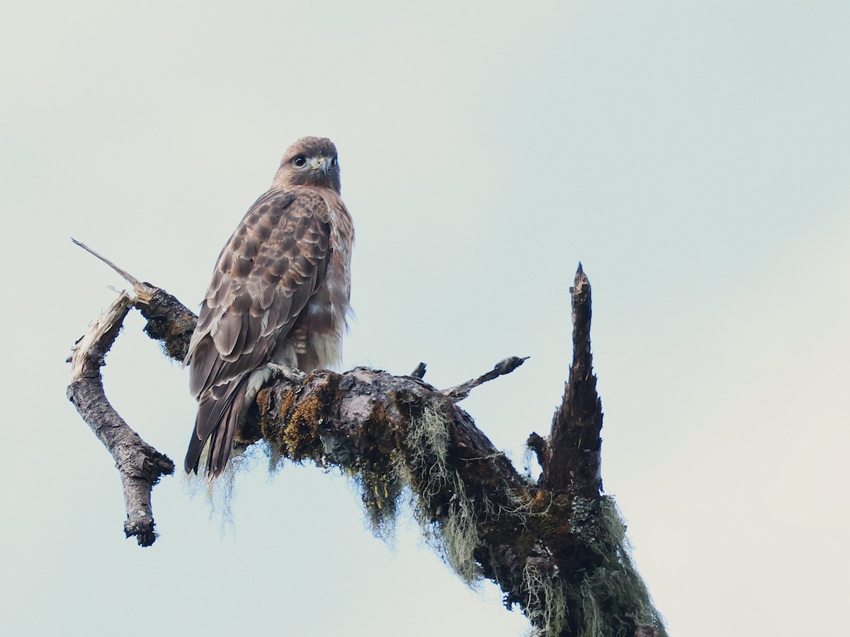 Himalayan Buzzard - ML647026991