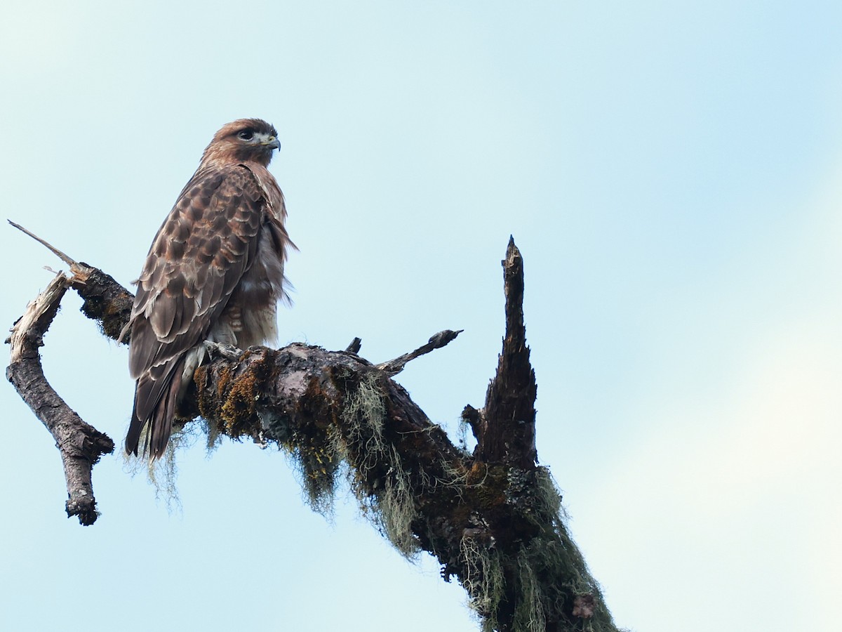 Himalayan Buzzard - ML647026992