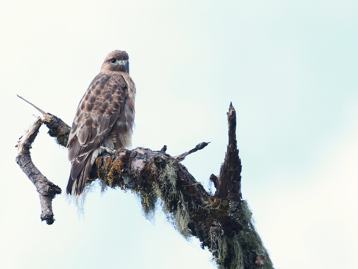 Himalayan Buzzard - ML647026993