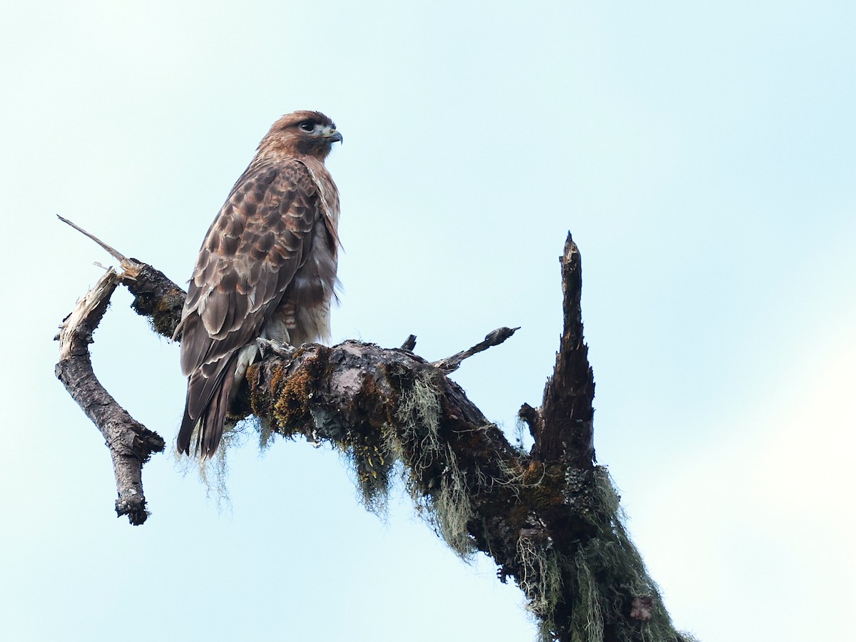 Himalayan Buzzard - ML647026994