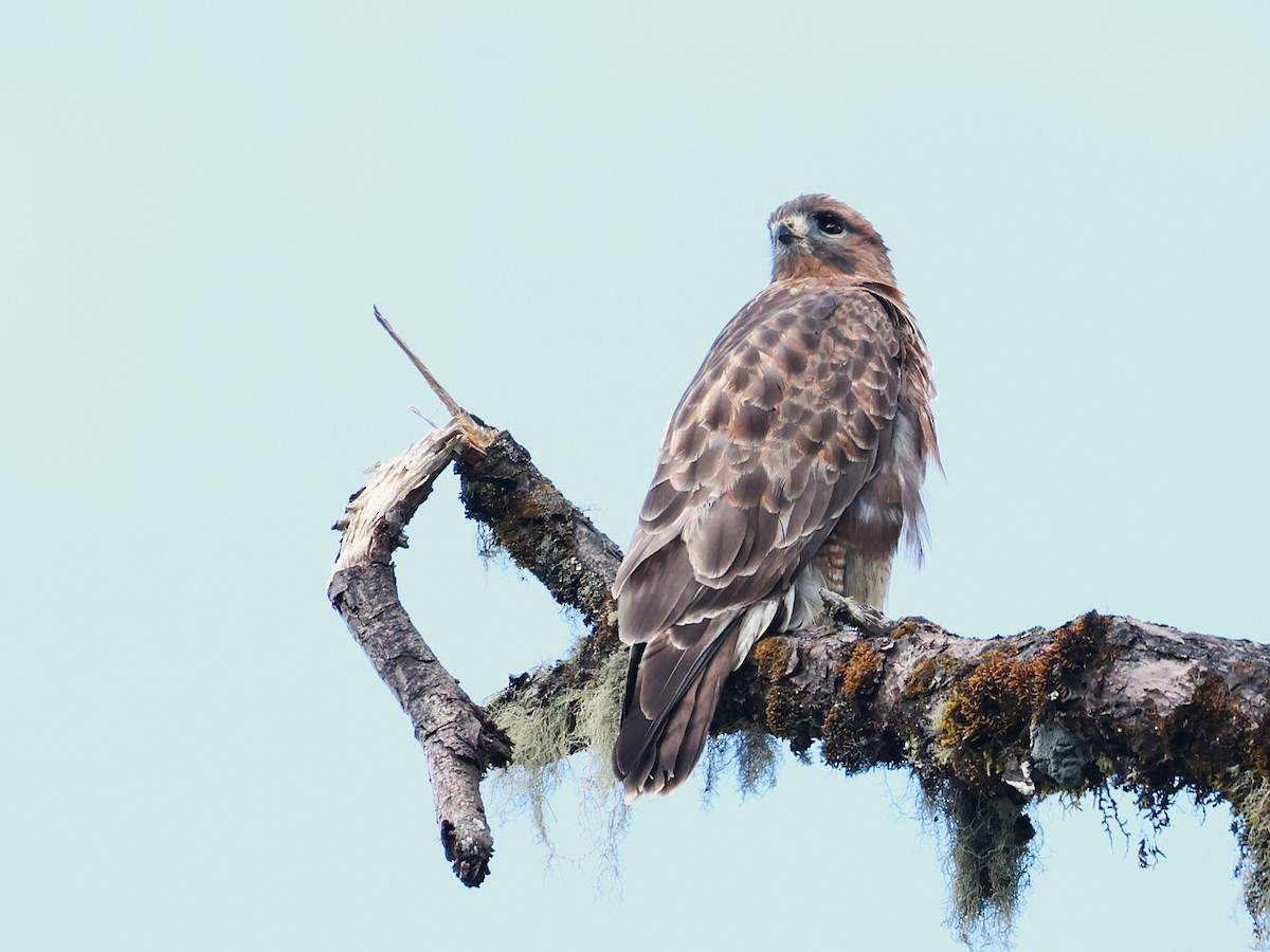 Himalayan Buzzard - ML647026995