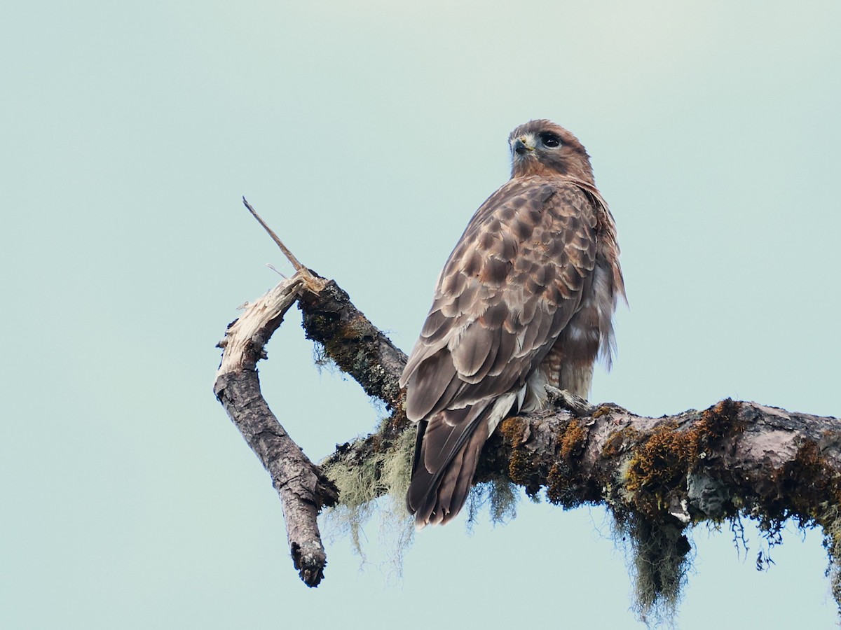 Himalayan Buzzard - ML647026996