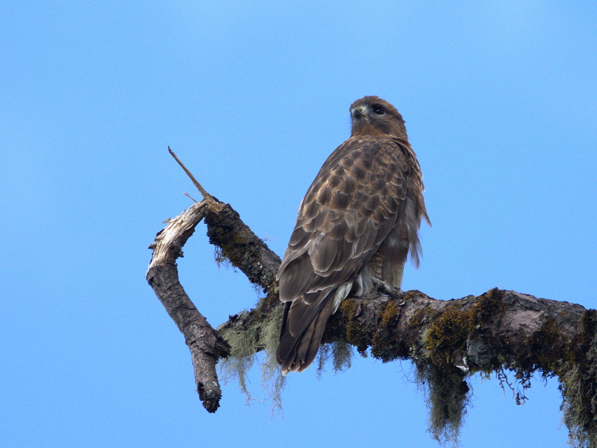 Himalayan Buzzard - ML647026997