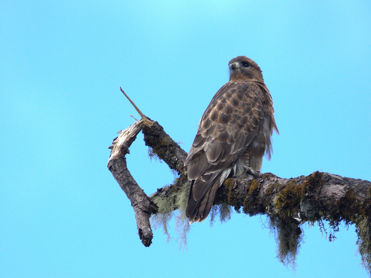 Himalayan Buzzard - ML647026998