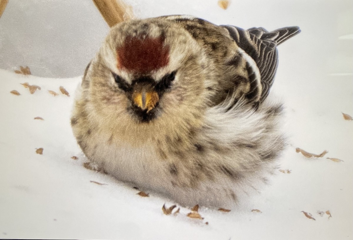 普通朱頂雀 - ML647026999