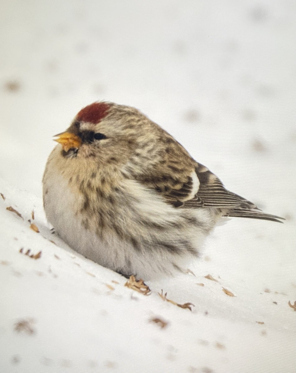 普通朱頂雀 - ML647027000