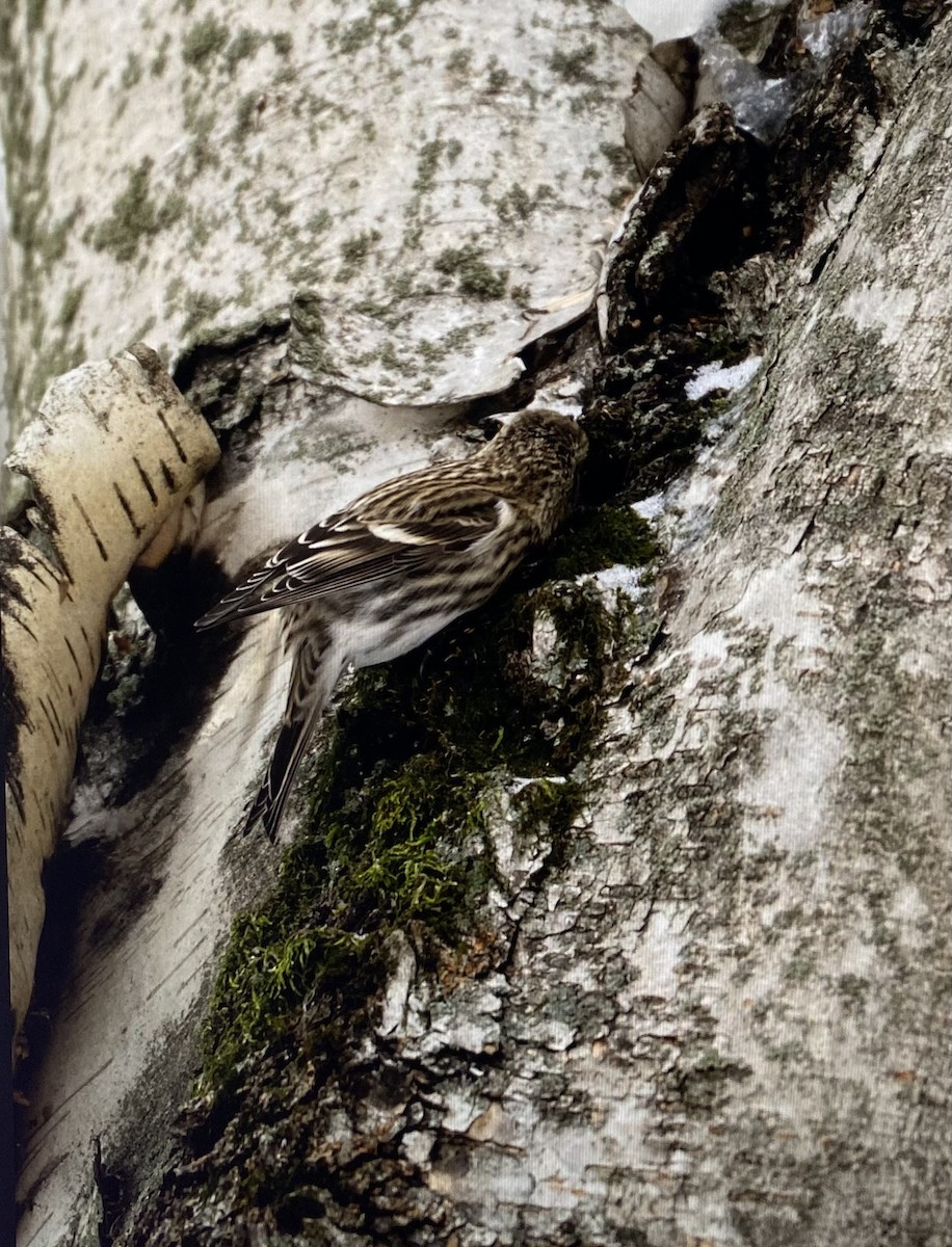 普通朱頂雀 - ML647027001