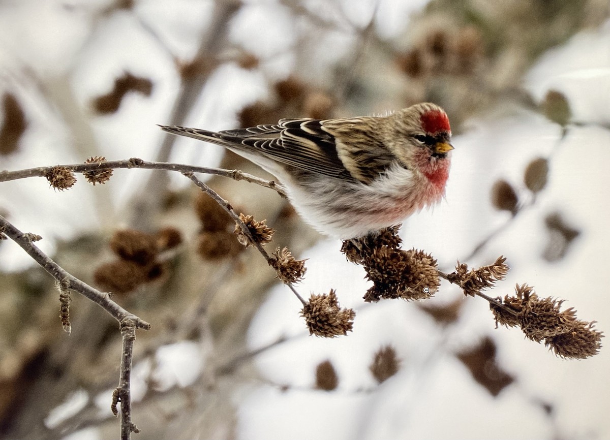 普通朱頂雀 - ML647027002