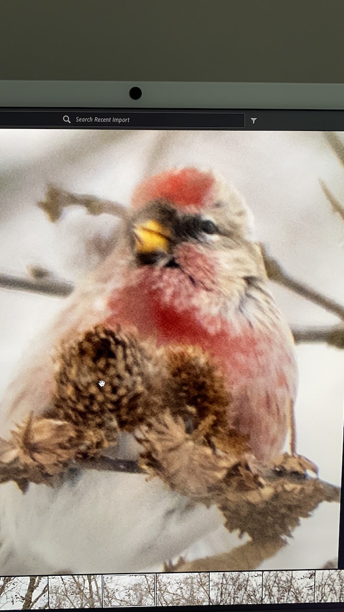 普通朱頂雀 - ML647027003