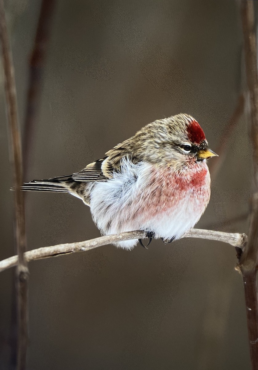普通朱頂雀 - ML647027004