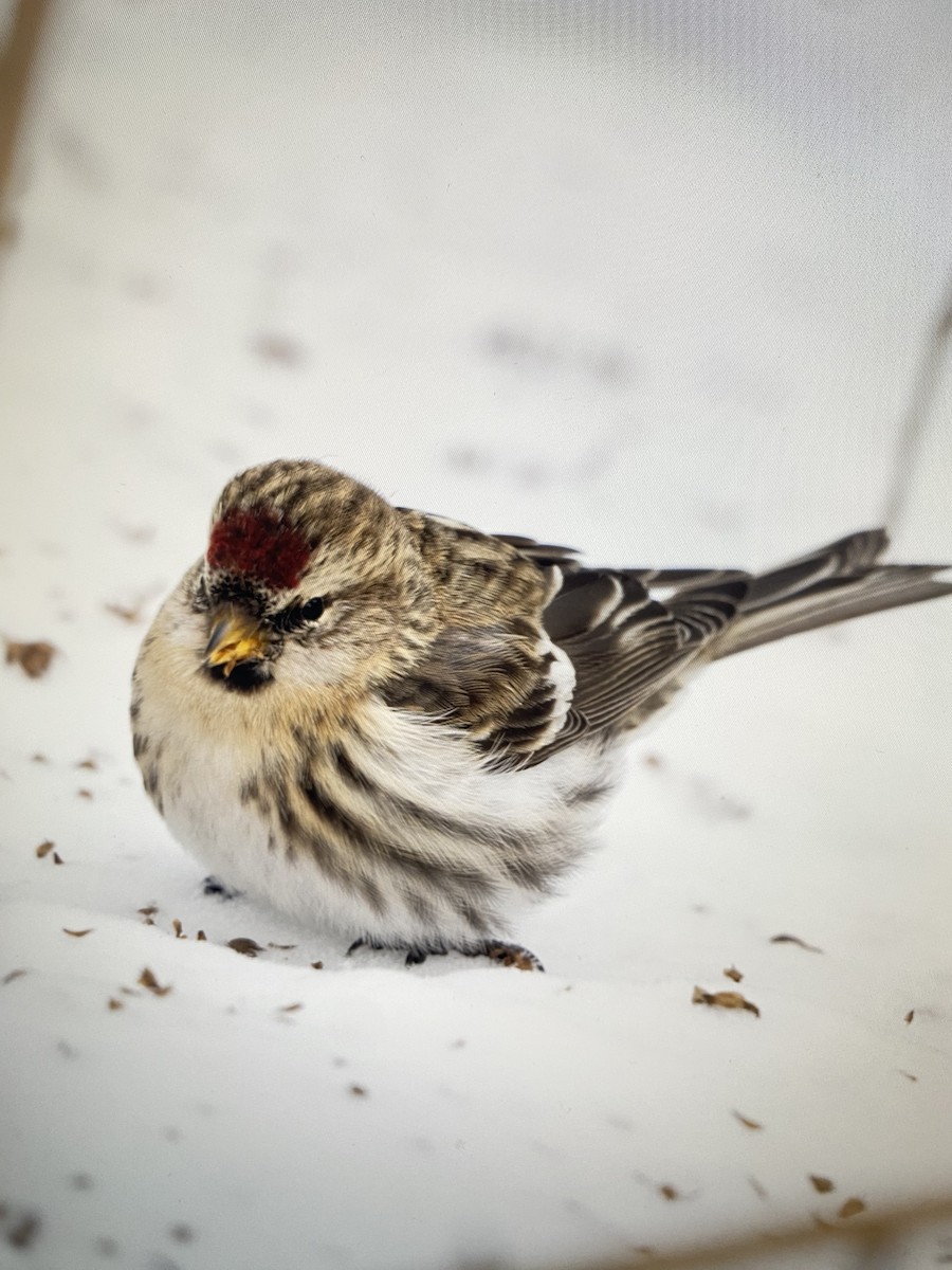 普通朱頂雀 - ML647027005