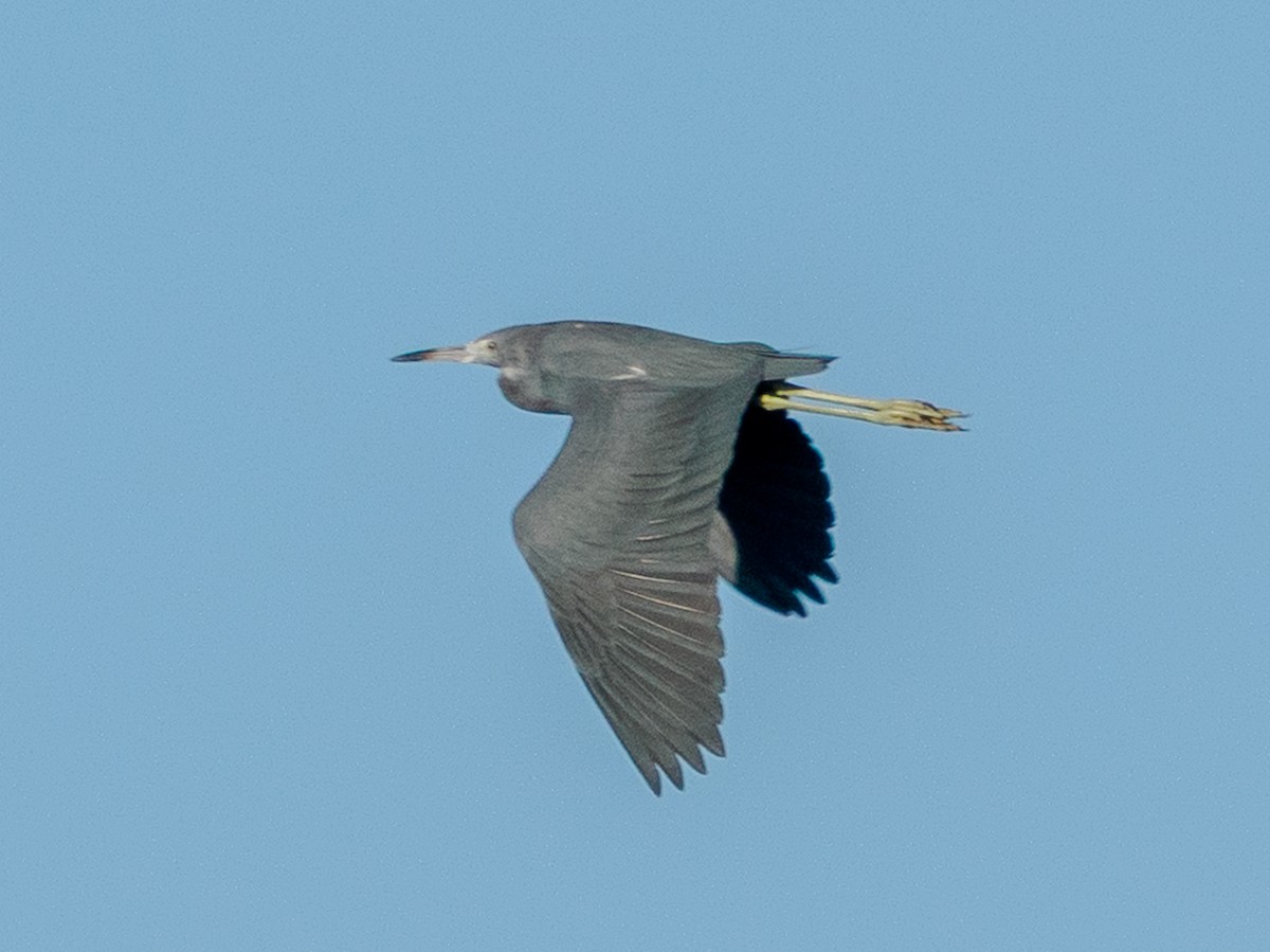 Little Blue Heron - ML647027006