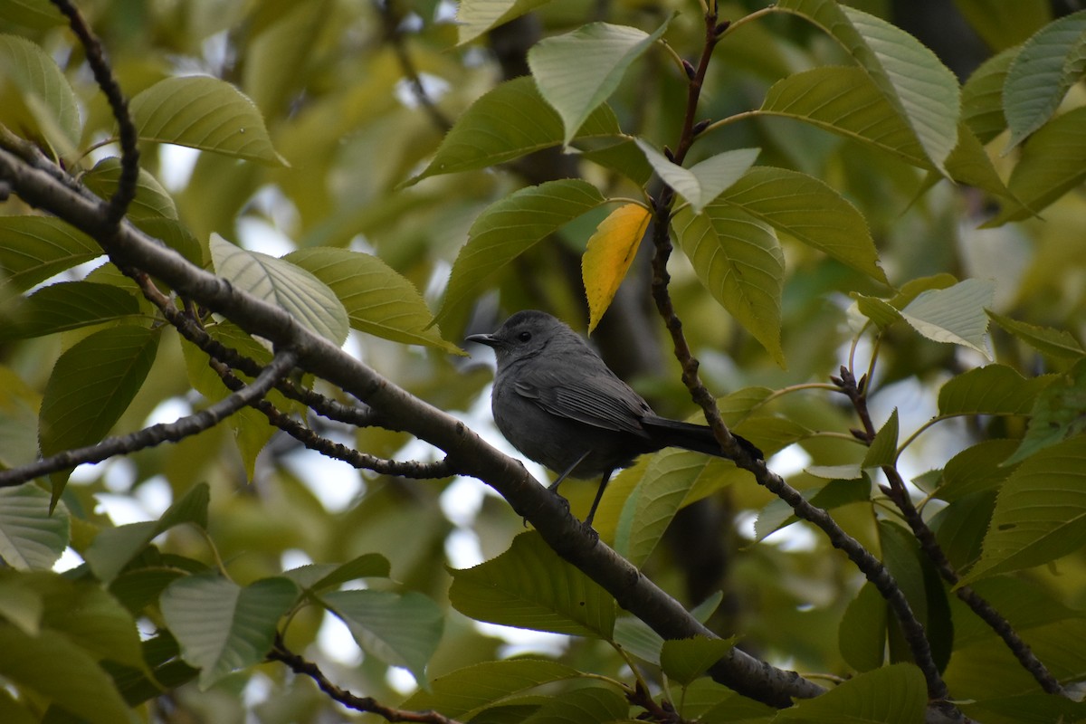 Gray Catbird - ML647027007