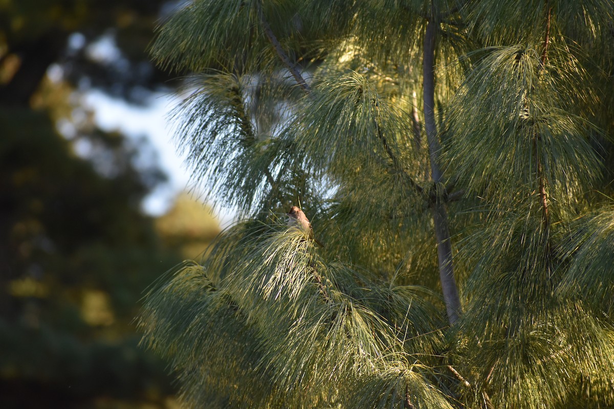 White-crowned Sparrow (Dark-lored) - ML647027009
