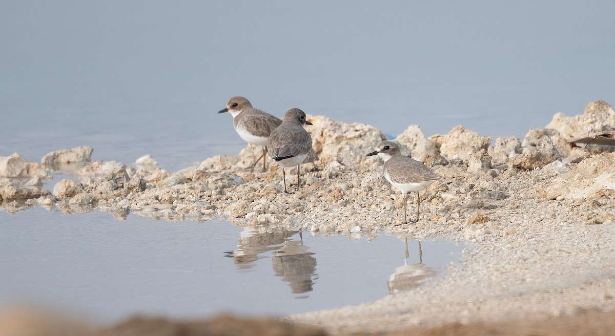 鐵嘴鴴 - ML647027010