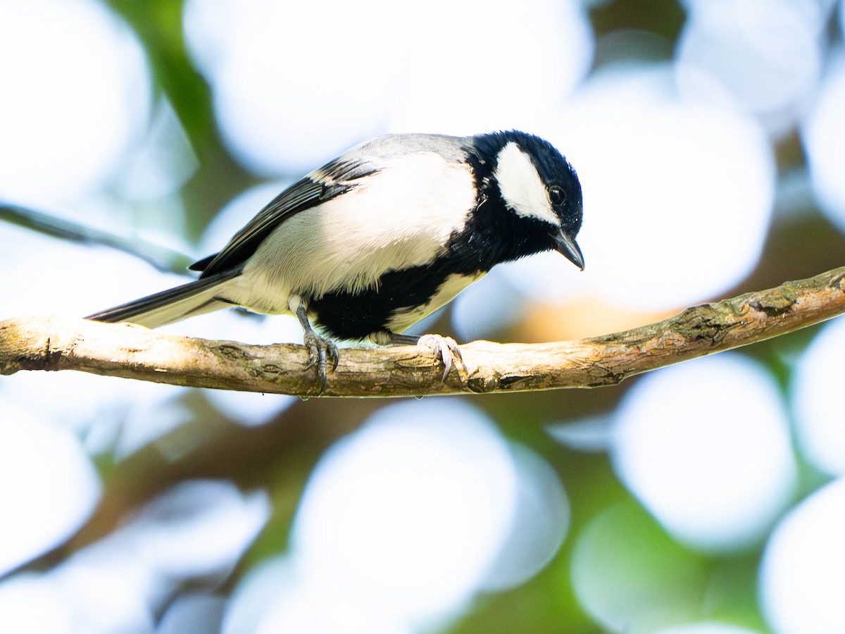 Asian Tit - ML647027013