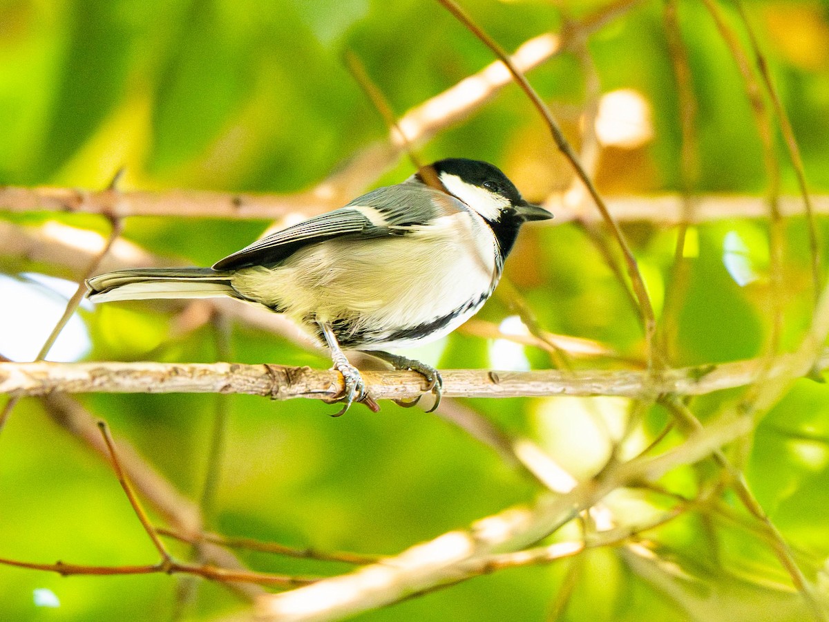 Asian Tit - ML647027014