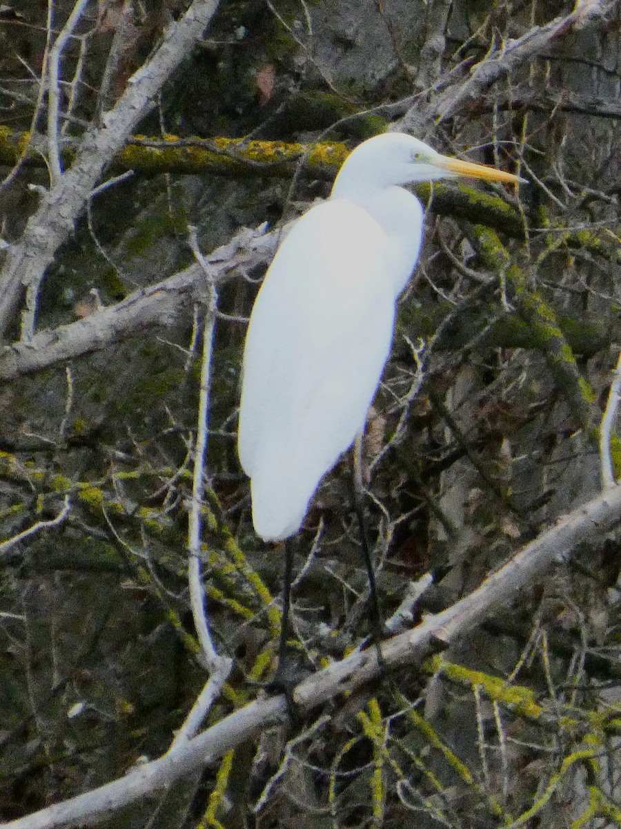 Great Egret - ML647027027