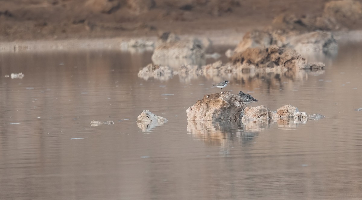 Pluvier argenté - ML647027030