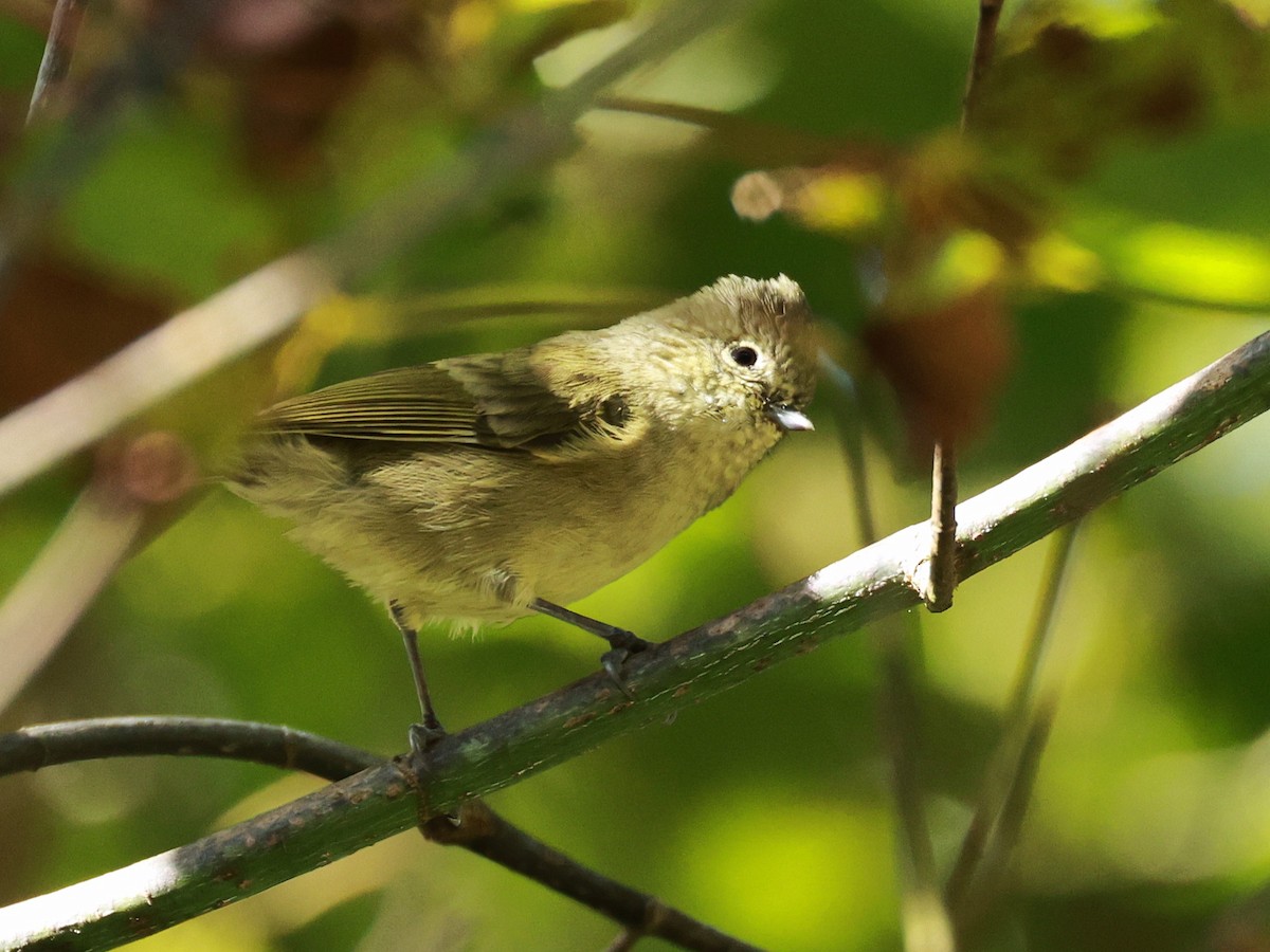 キマユガラ - ML647027048