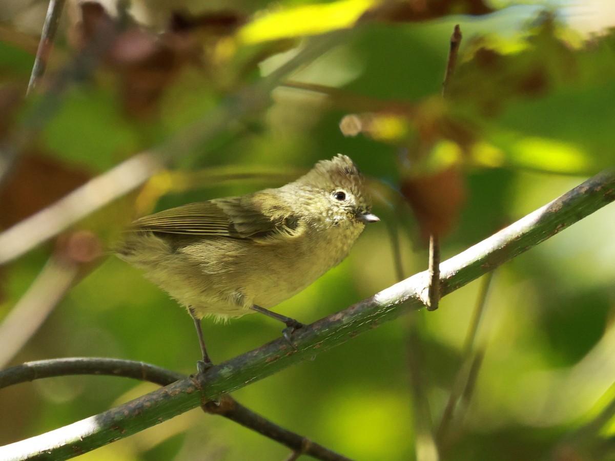 キマユガラ - ML647027049