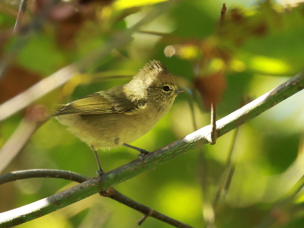 キマユガラ - ML647027050