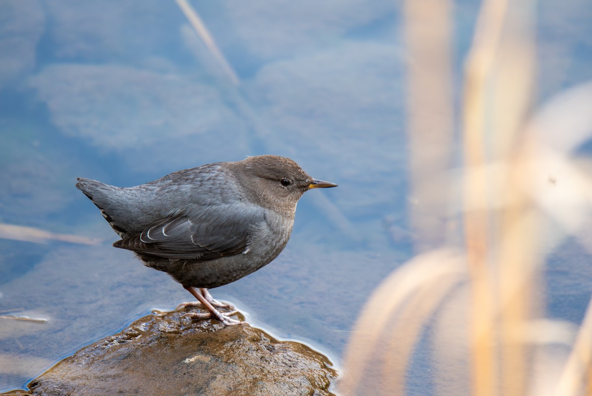 American Dipper - ML647027055