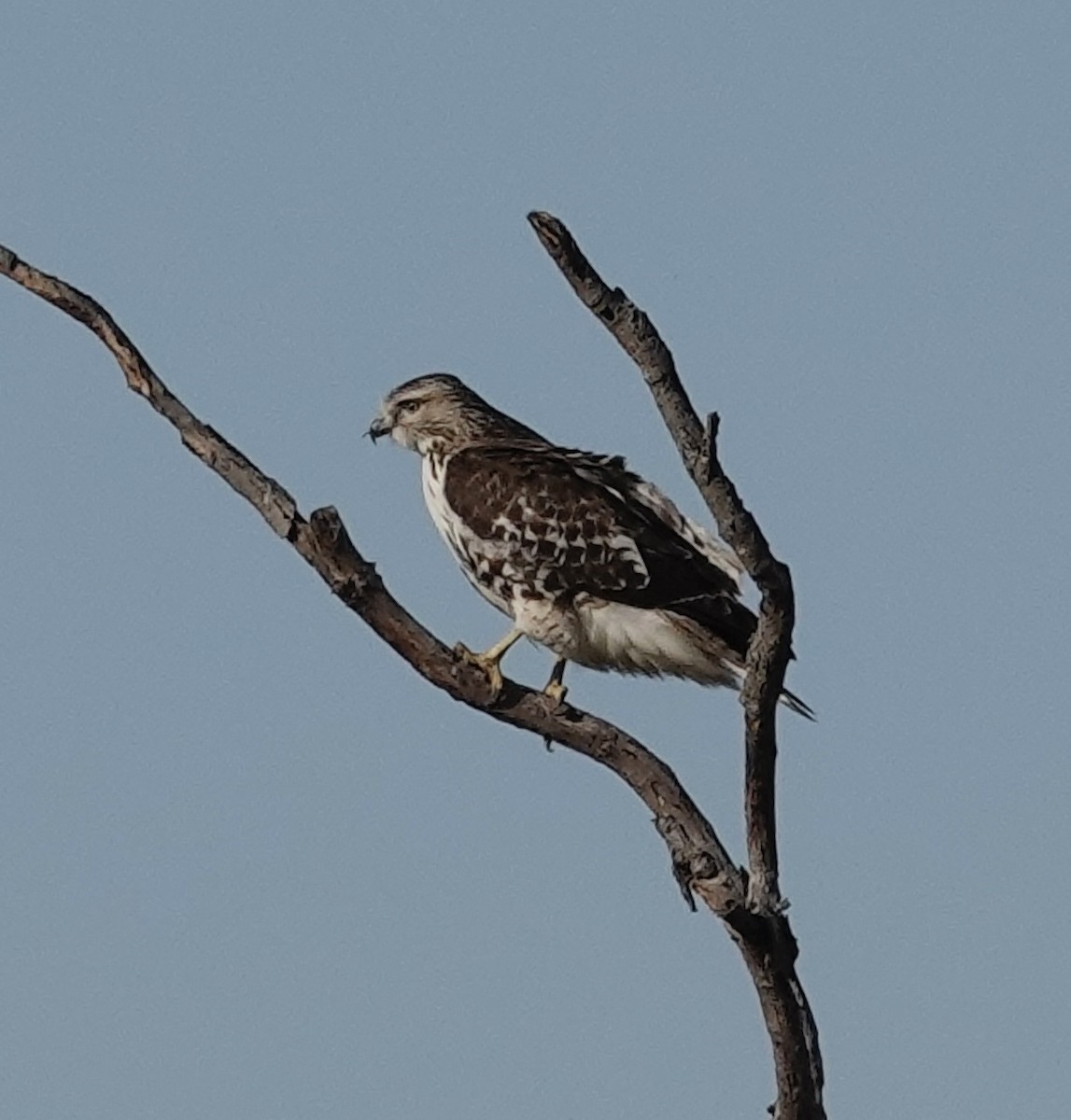 Red-tailed Hawk - ML647027063