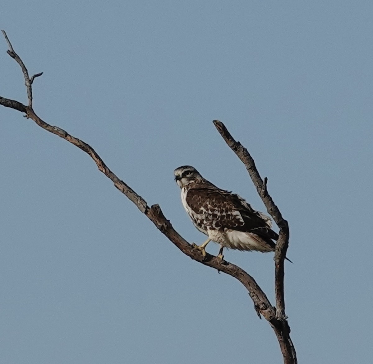 Red-tailed Hawk - ML647027064