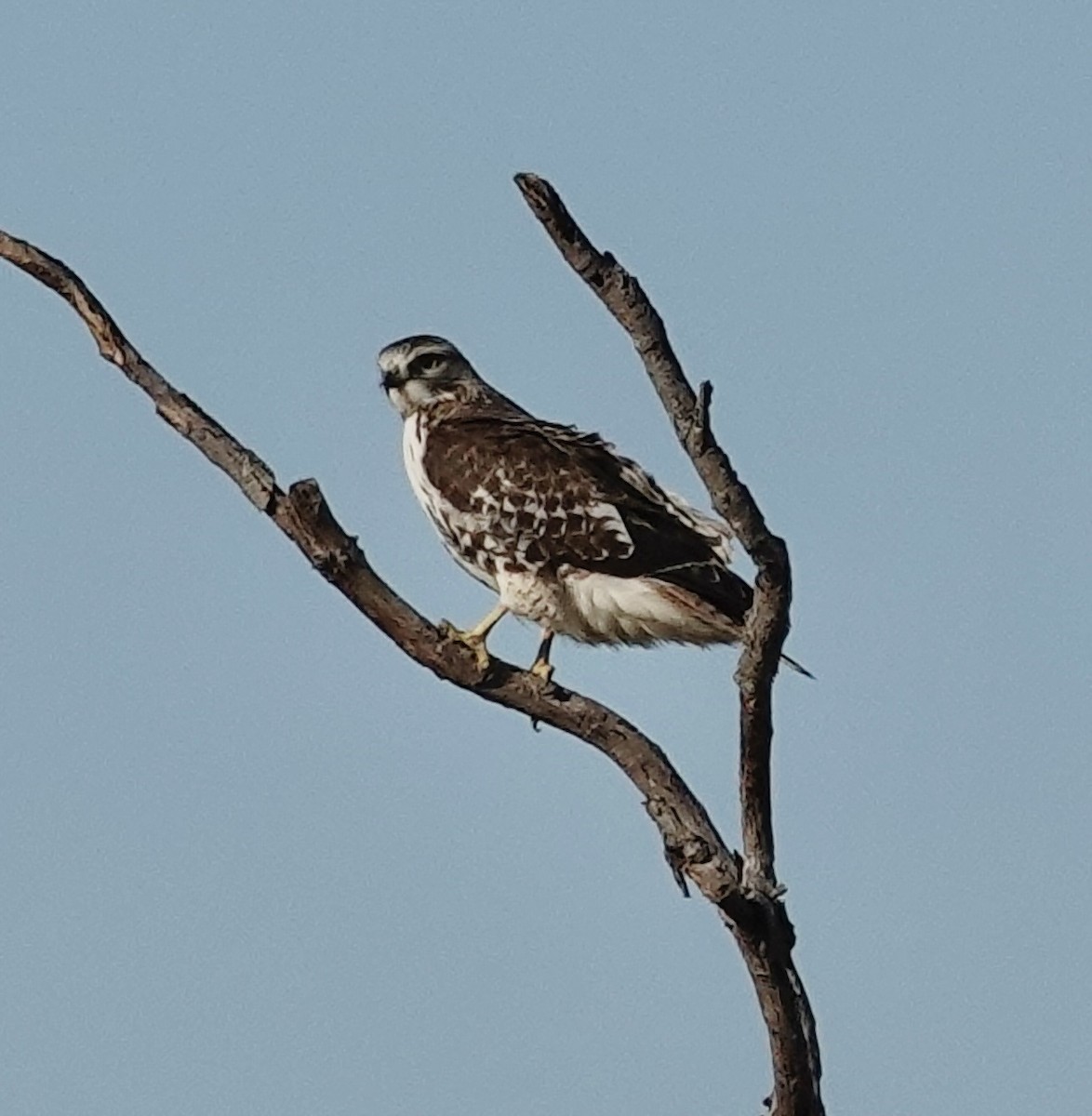Red-tailed Hawk - ML647027065