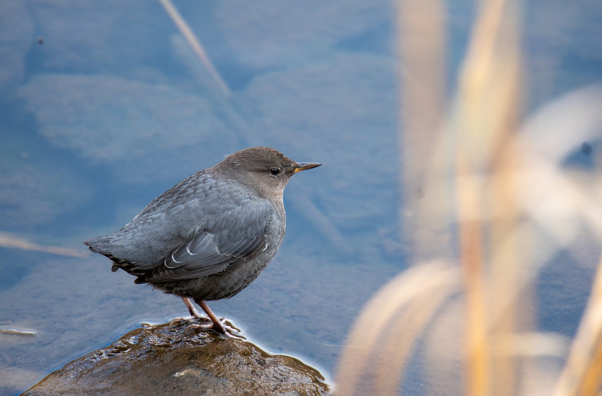 American Dipper - ML647027069