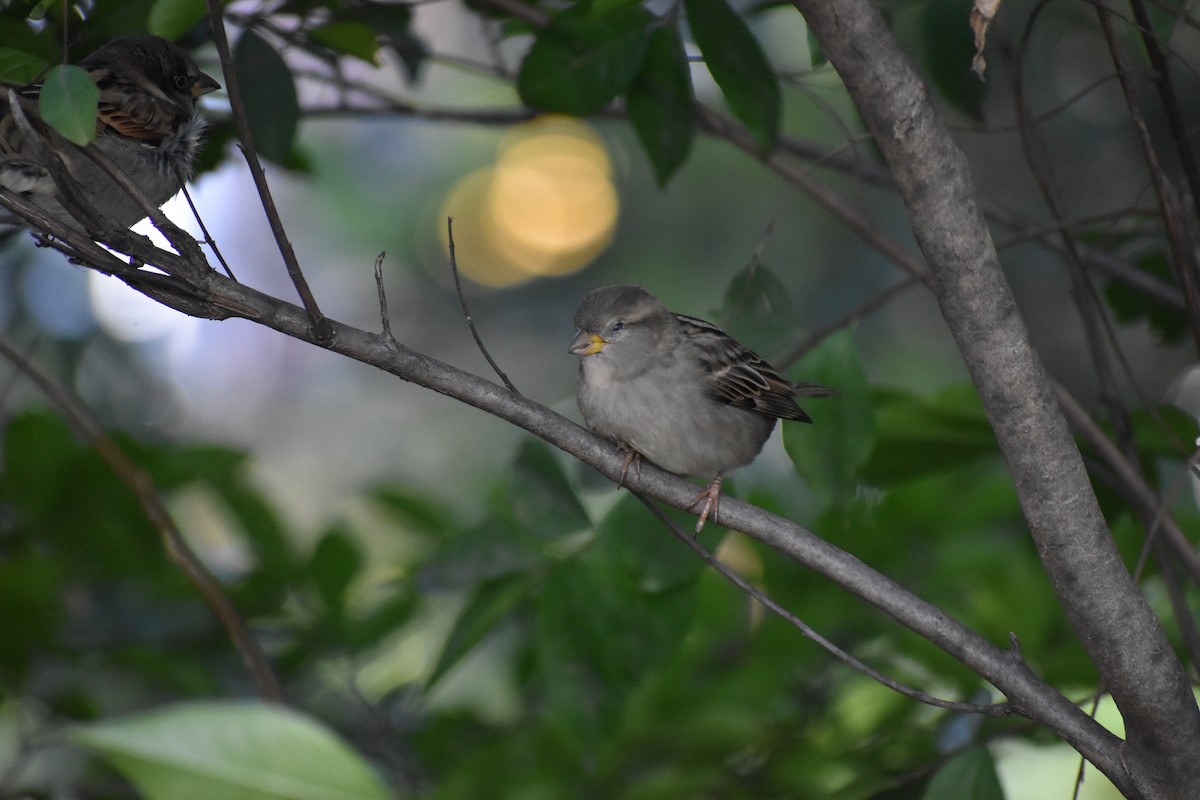 vrabec domácí - ML647027075