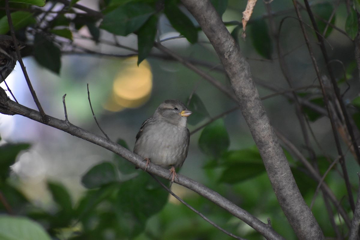 vrabec domácí - ML647027077