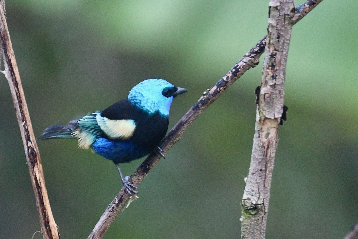 Танагра блакитношия - ML647027078