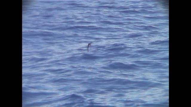 Petrel Acollarado - ML647027093
