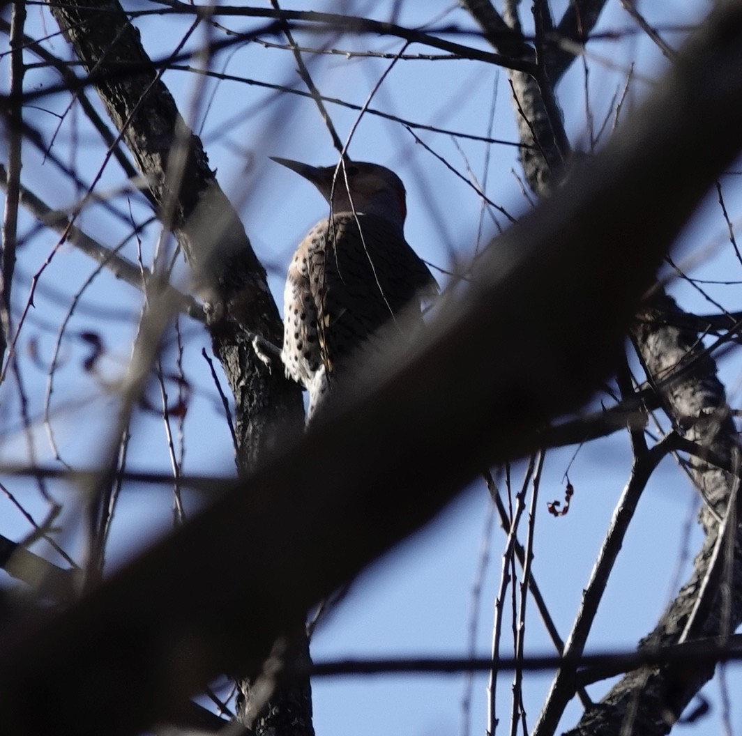 Northern Flicker - ML647027095