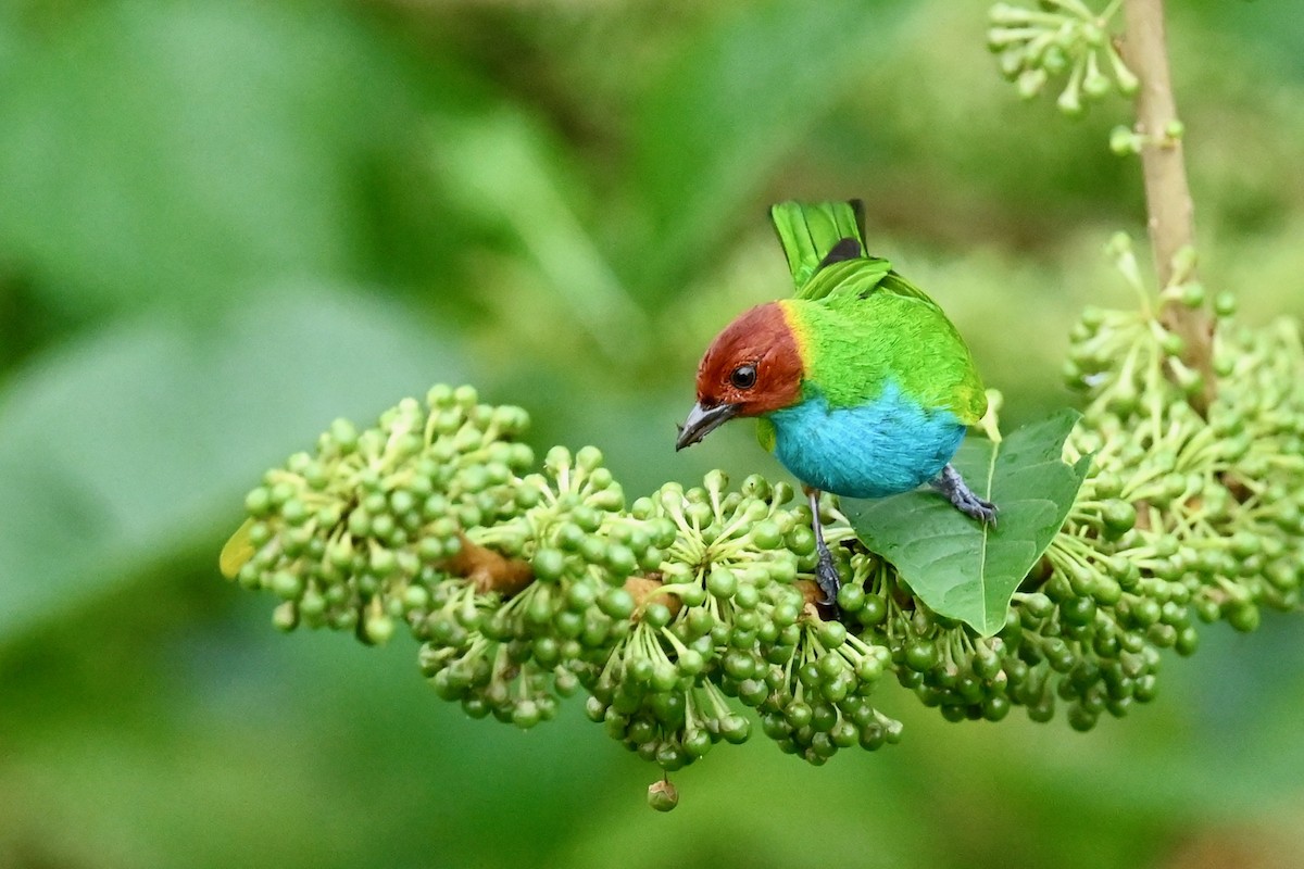 チャガシラフウキンチョウ - ML647027096