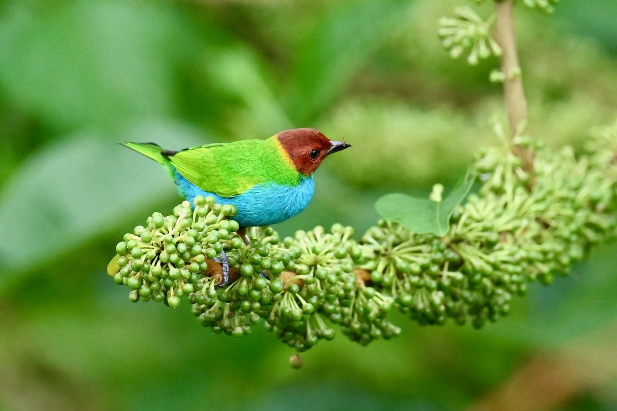 チャガシラフウキンチョウ - ML647027097