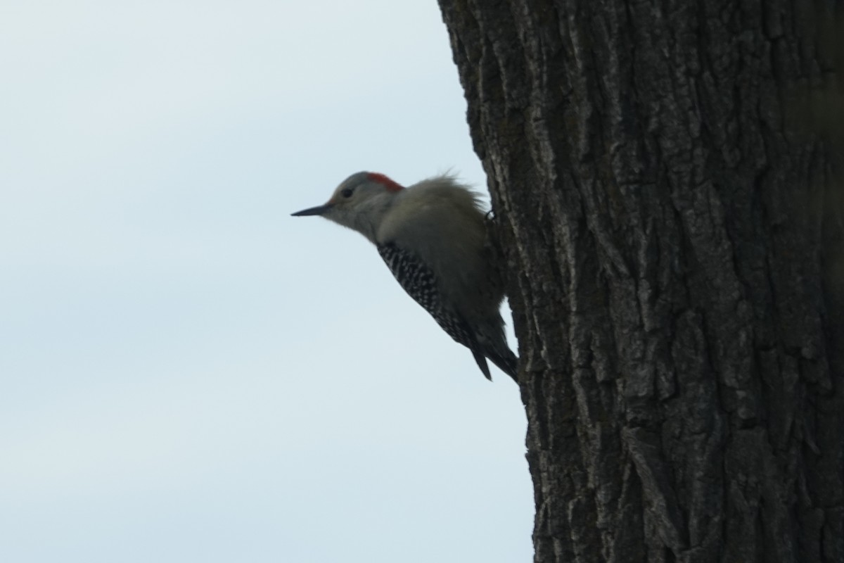 Red-bellied Woodpecker - ML647027106