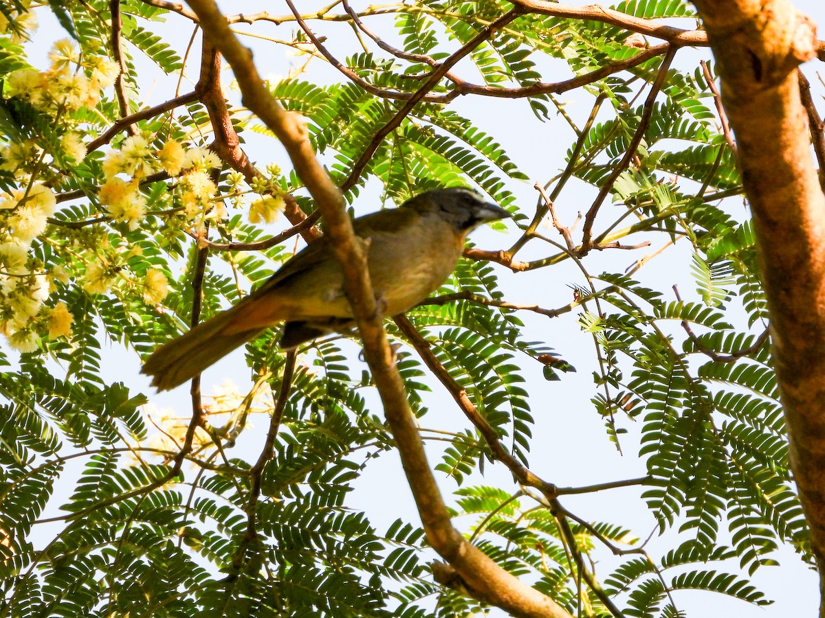Buff-throated Saltator - ML647027110