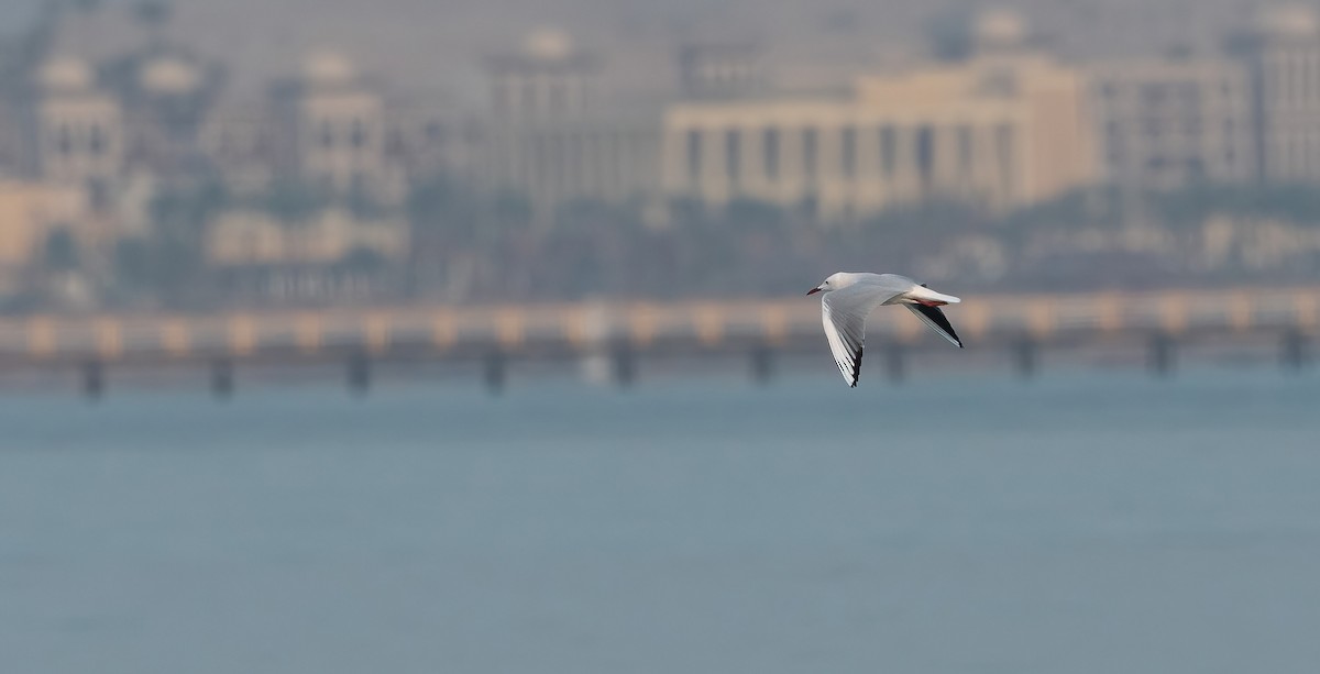 Slender-billed Gull - ML647027112