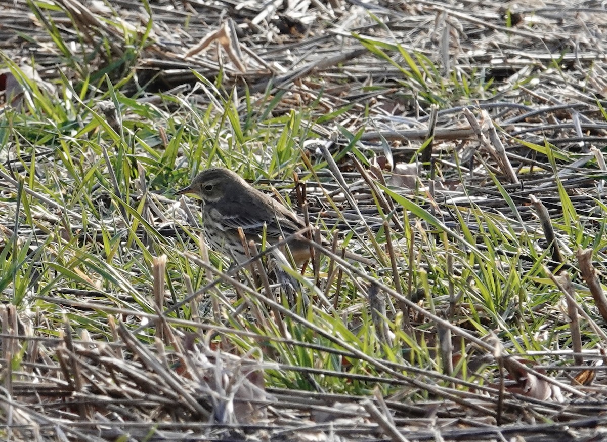 American Pipit - ML647027114