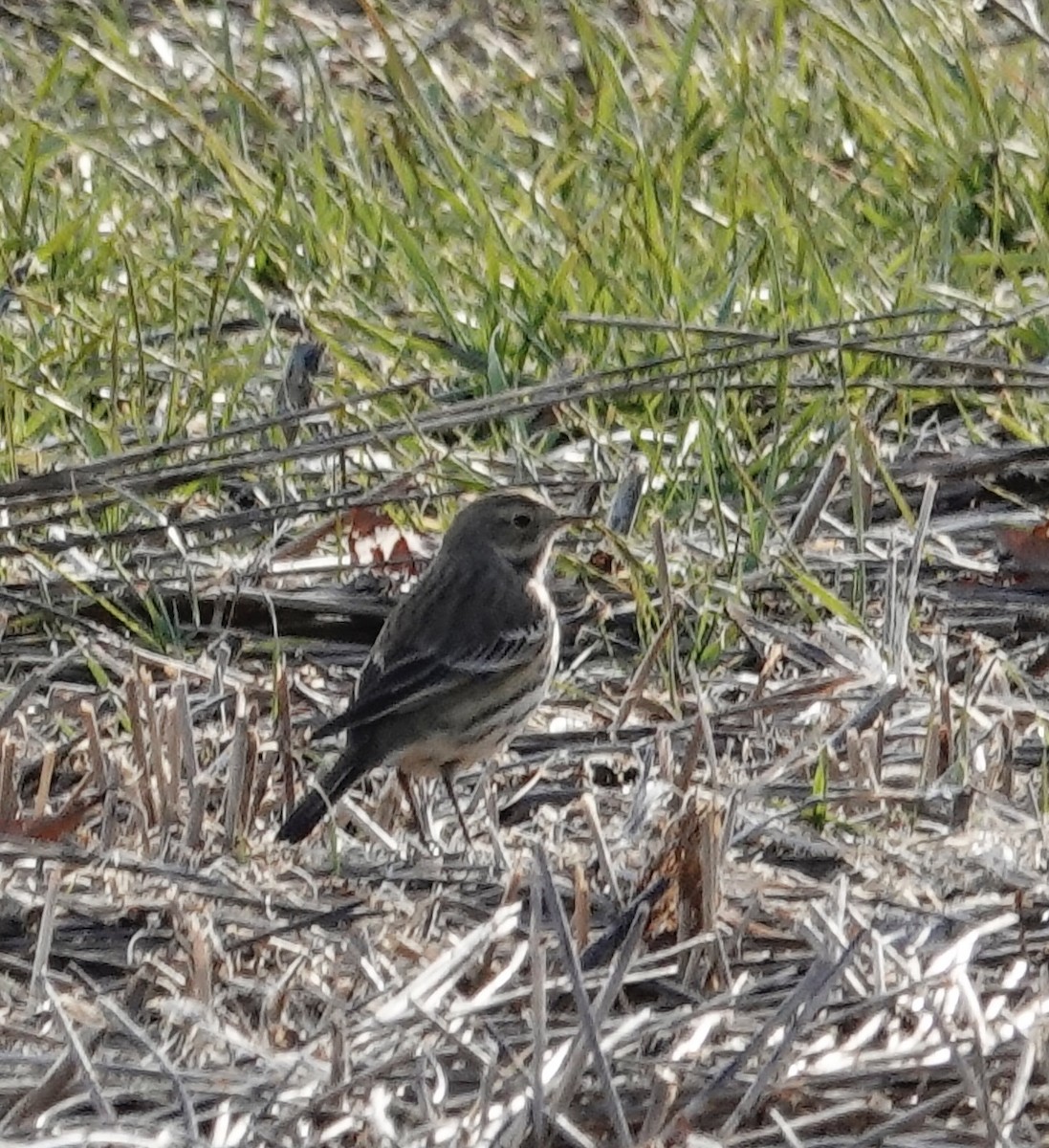 American Pipit - ML647027115