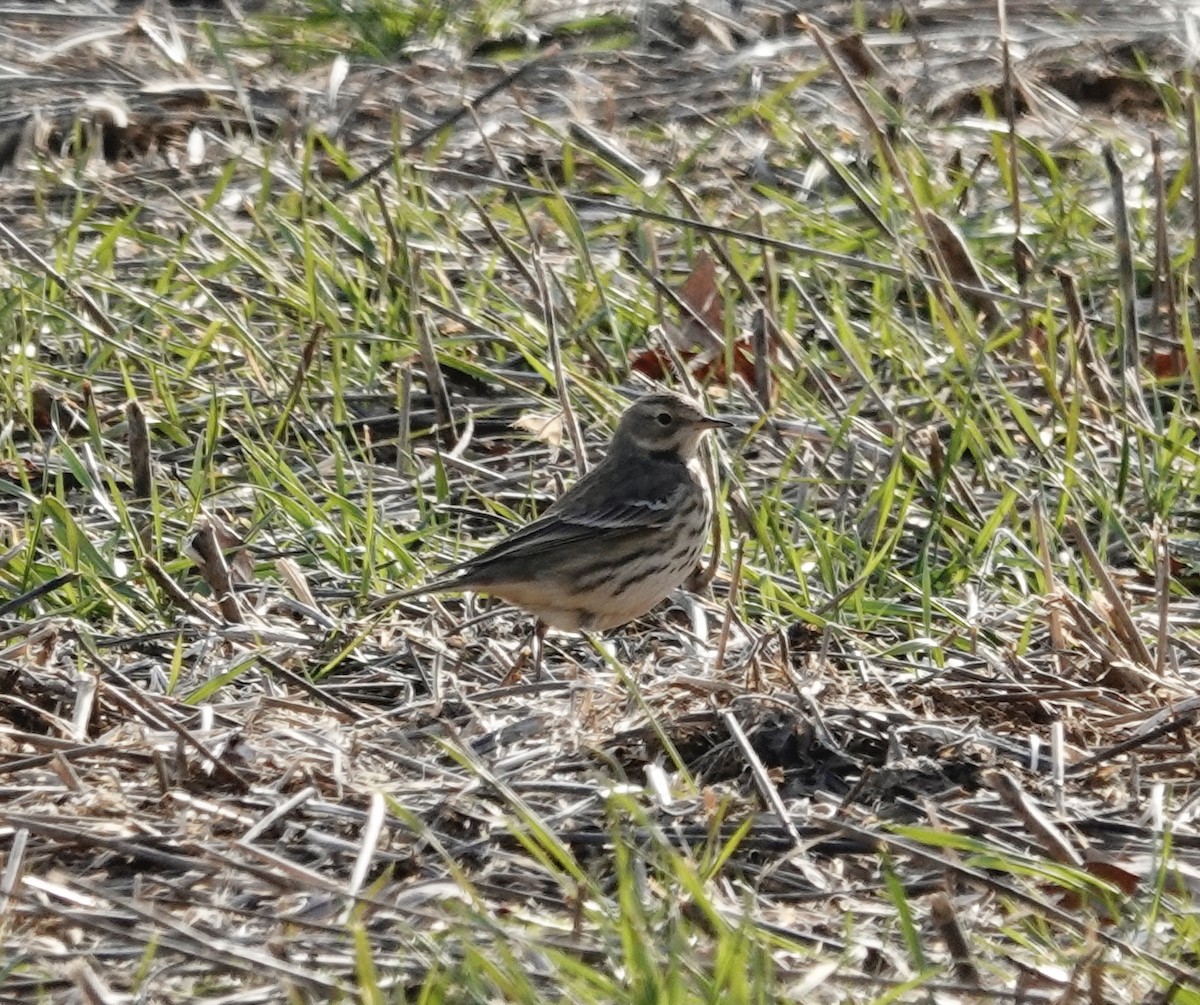 American Pipit - ML647027116