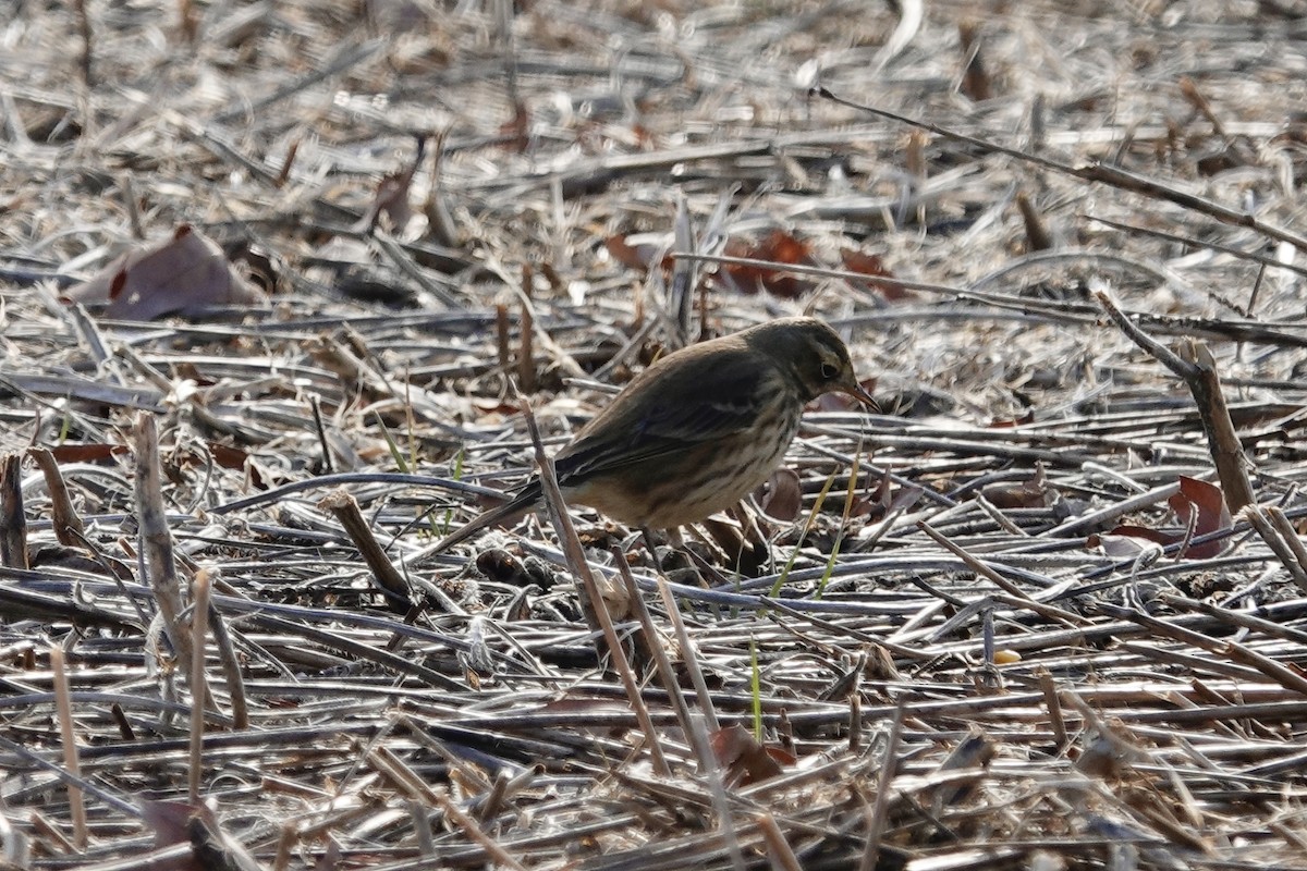 American Pipit - ML647027117