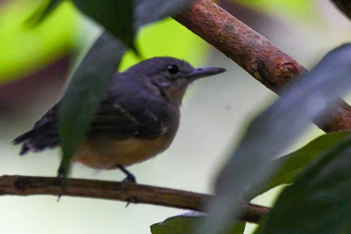 Leaden Antwren - ML647027119