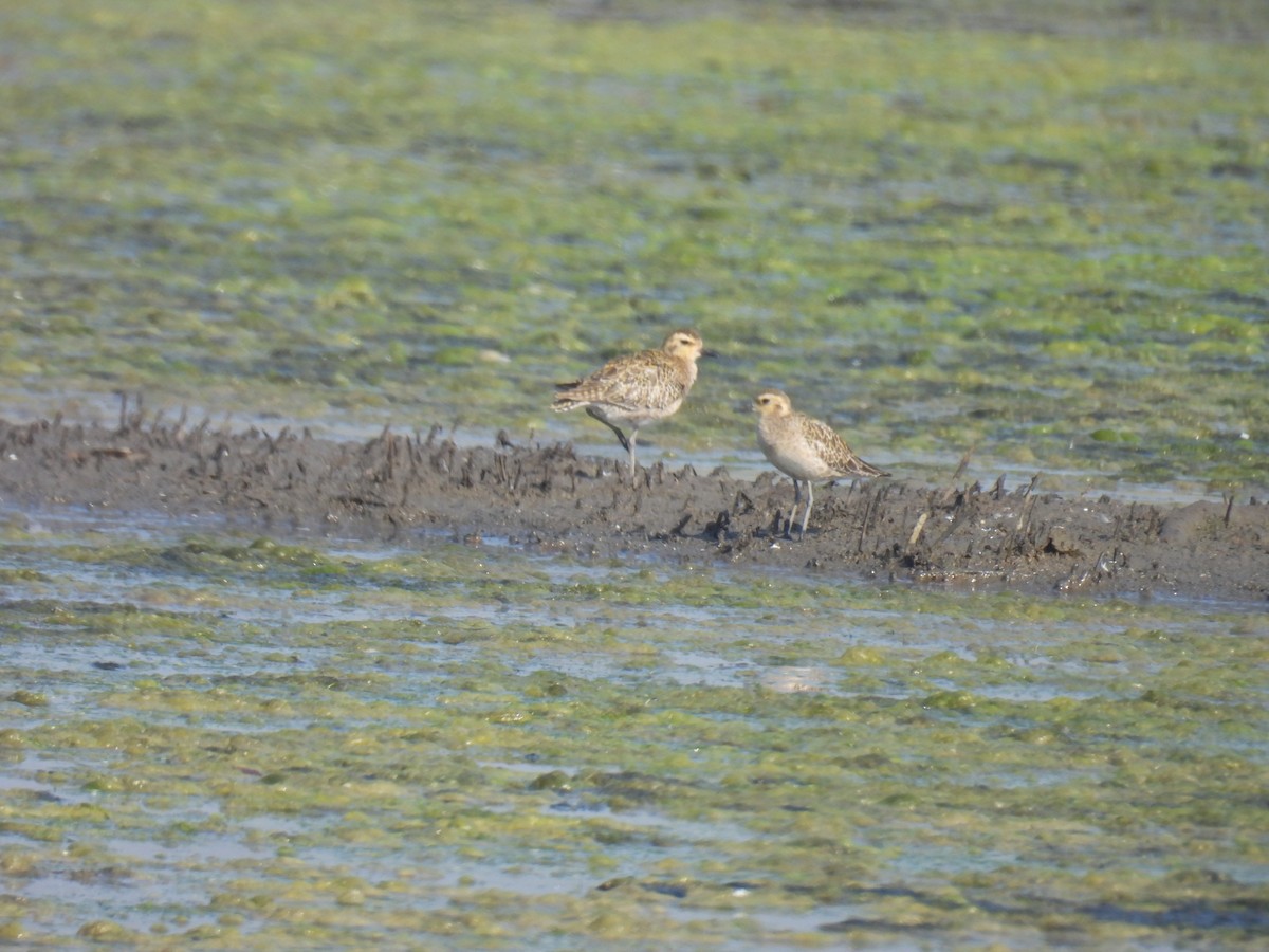 Pacific Golden-Plover - ML647027121