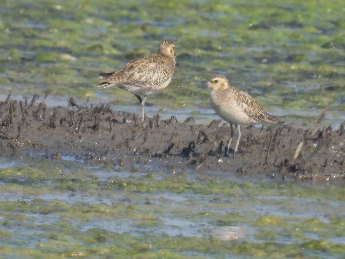 Pacific Golden-Plover - ML647027122