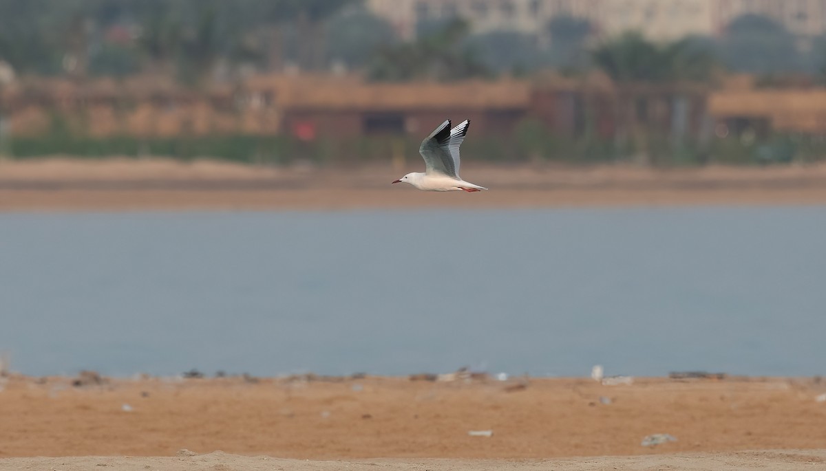 Slender-billed Gull - ML647027126